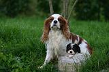 CAVALIER KING CHARLES 801